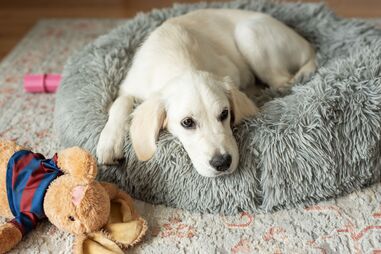 Chegou a hora de deitar e o seu cão começa a dar voltas? Há uma explicação