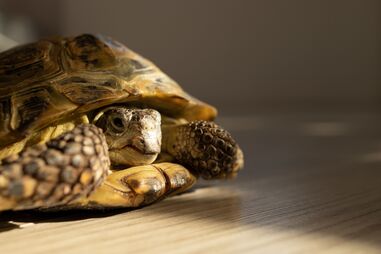 Torpor vs Hibernação. Conheça as principais diferenças e o que isso representa para o seu pet