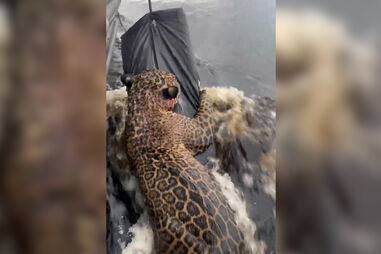 Jaguar resgatado depois de horas a nadar em rio no Brasil 
