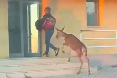 Vídeo do gamo a seguir um cidadão para o interior do quartel da GNR