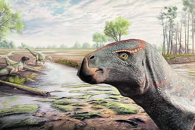 Ilustração do Cariocecus Bocagei 