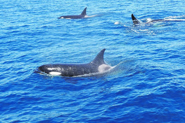 Os golfinhos que atacam veleiros