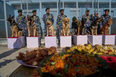 Cães da Força Policial Armada do Nepal são homenageados pelos seus treinadores, em Katmandu.