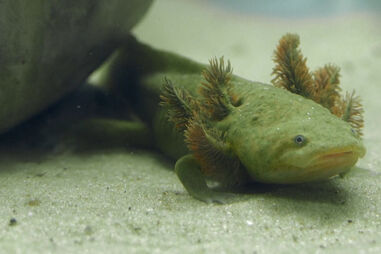 Cientistas testam microchips em salamandras mexicanas em risco de extinção 