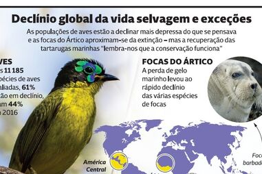 Alterações climáticas ameaçam espécies selvagens 