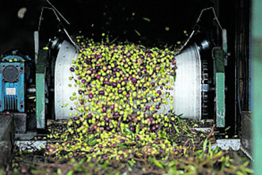 Produção nacional de azeite