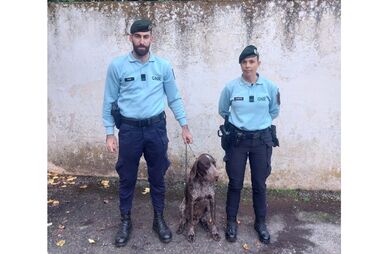 GNR recupera em Borba cão furtado em Arraiolos