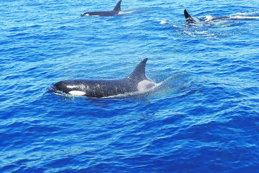 Os golfinhos que atacam veleiros