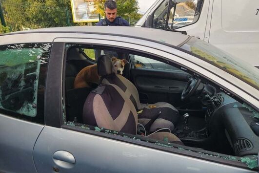 Cadela abandonada em carro uma semana sem água nem comida