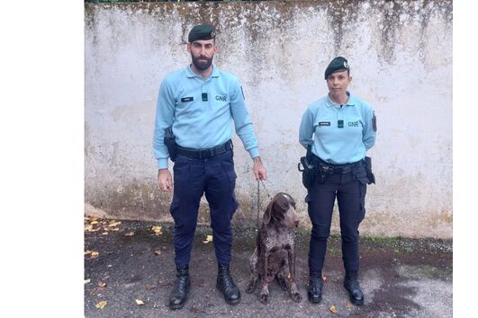 GNR recupera em Borba cão furtado em Arraiolos