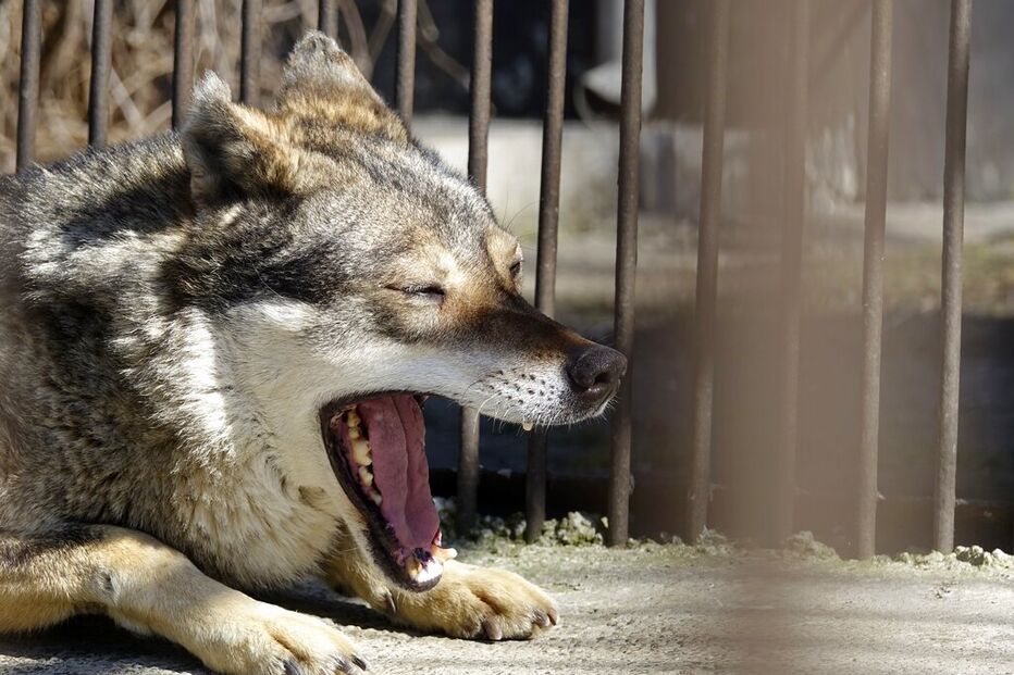 Híbrido de lobo e cão identificado na Grécia perto de Tessalónica