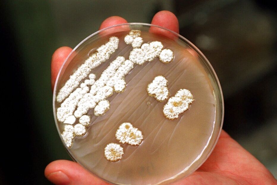 Micróbios ressuscitados no Alasca após 40.000 anos no gelo