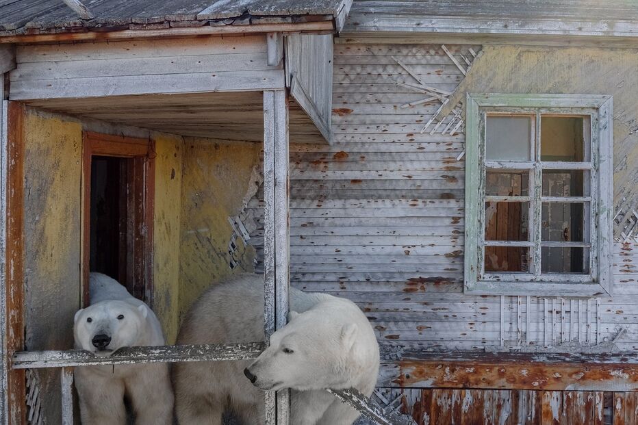 Na Rússia, ursos polares invadem estação abandonada captados pelo fotógrafo Vadim Makhorov