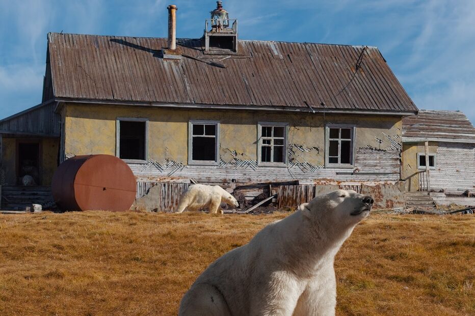 Grupo de ursos polares ocupa estação russa abandonada, fotografado por Vadim Makhorov