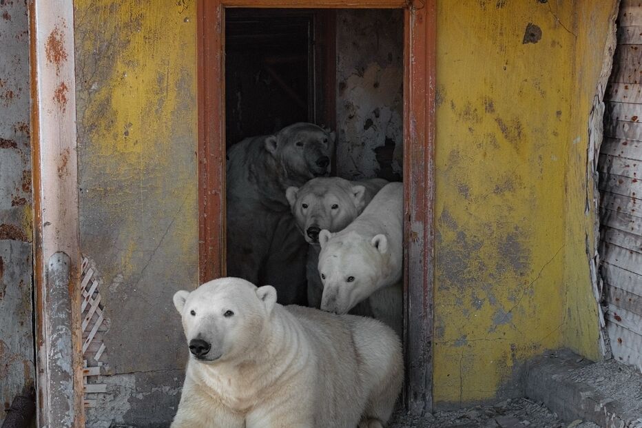 No Ártico russo, ursos polares invadem estação abandonada, captados por Vadim Makhorov.
