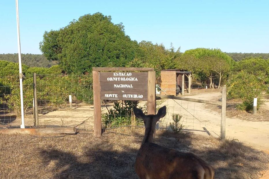 Gamo surge na Estação Ornitológica Nacional do Monte do Outeirão