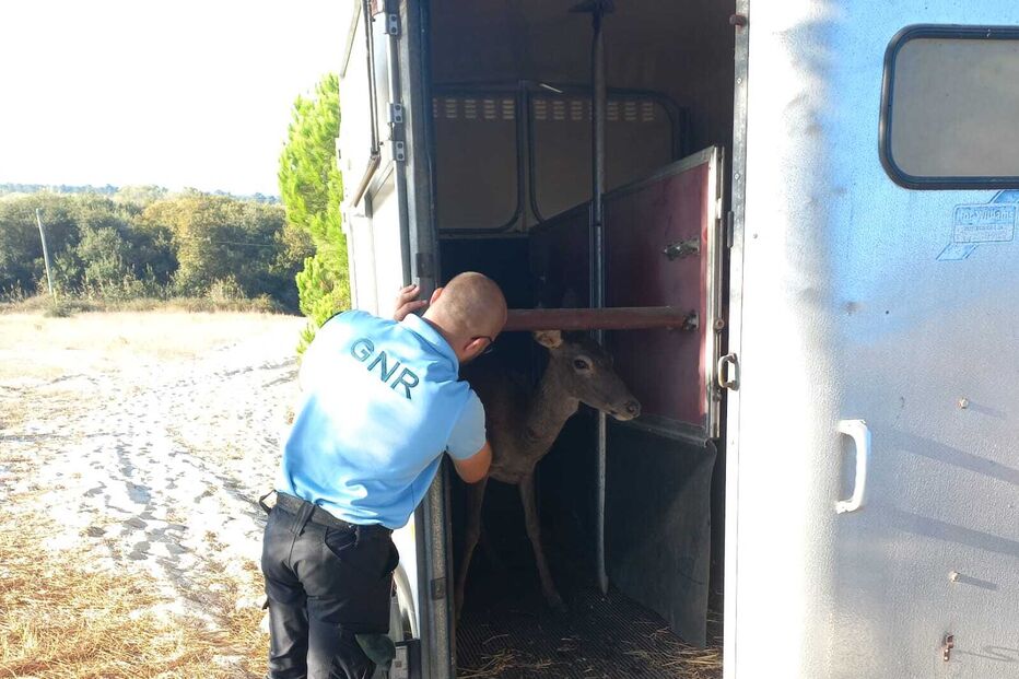 GNR resgata gamo em Santiago do Cacém e transporta para local seguro