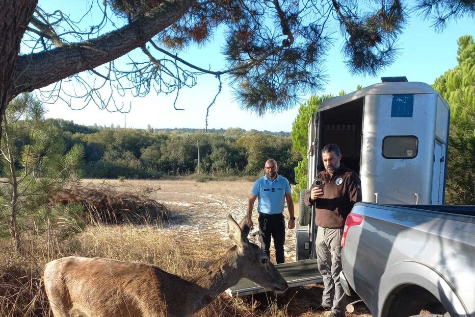 Gamo curioso visitou quartel da GNR em Santiago do Cacém