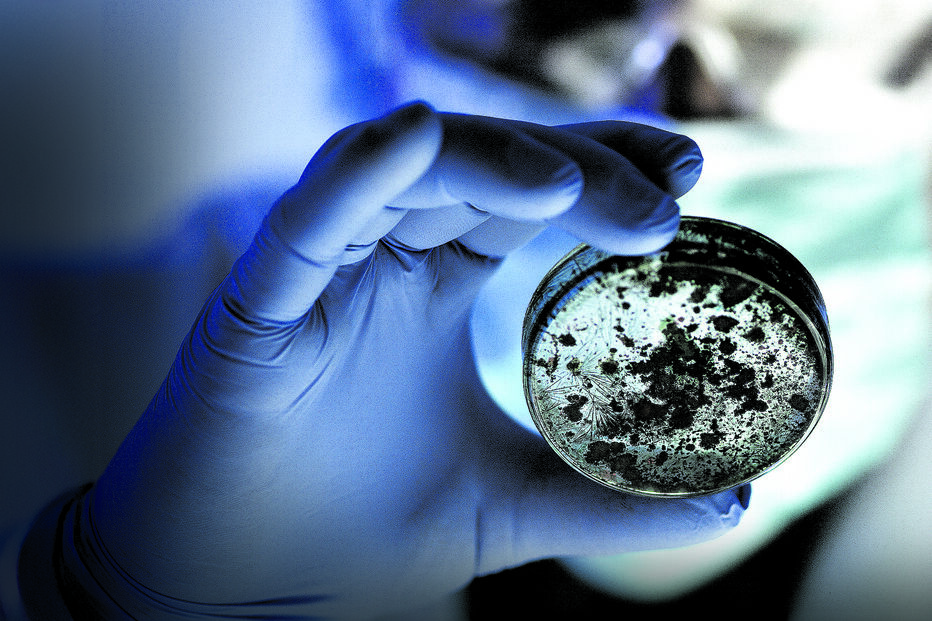 Microrganismos ‘acordam’ após 40 mil anos congelados 