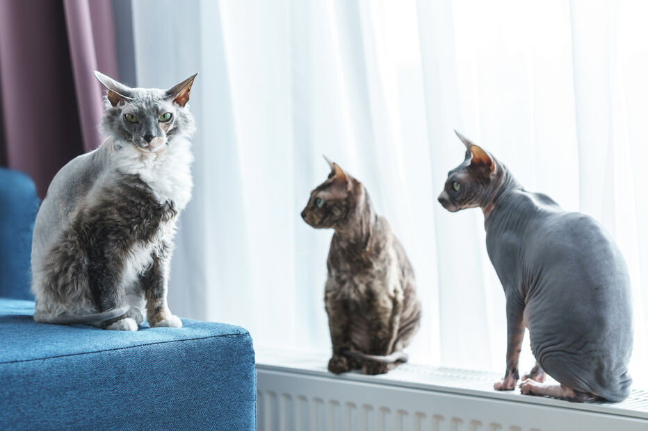 Bocejos, pestanejares seguidos e fechares de olhos lentos. Entenda a linguagem subtil dos felinos