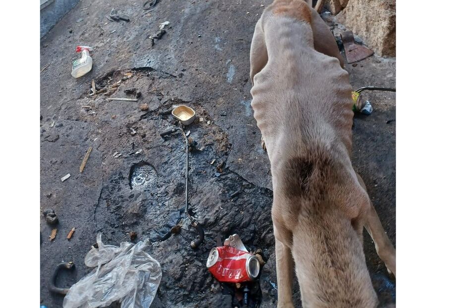 Cão magro visto num espaço sujo com lixo e pneus