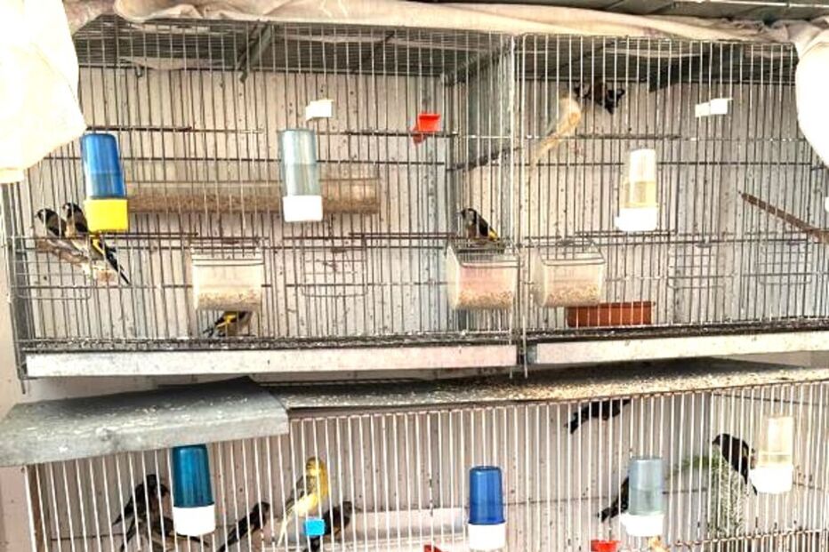 Aves resgatadas em Matosinhos após detenções por captura ilegal.
