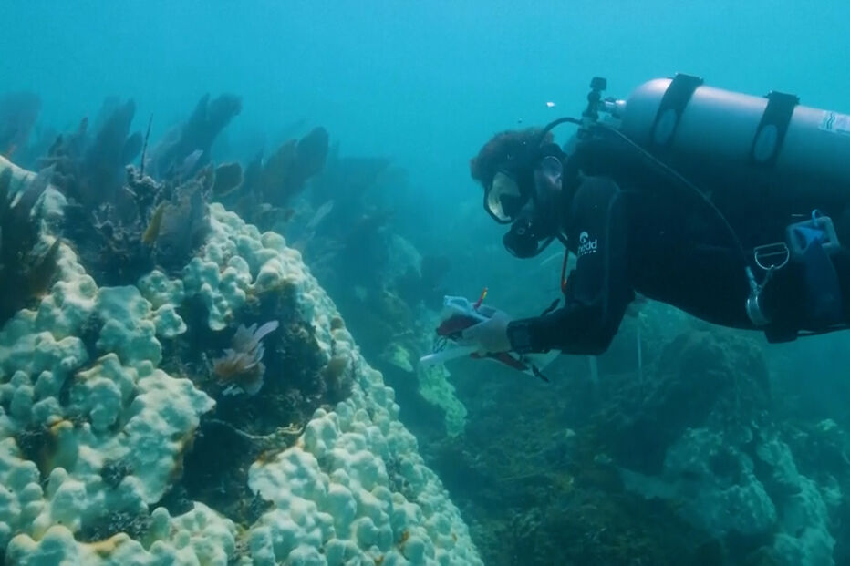 Mergulhador examina corais na Flórida, após onda de calor marinho
