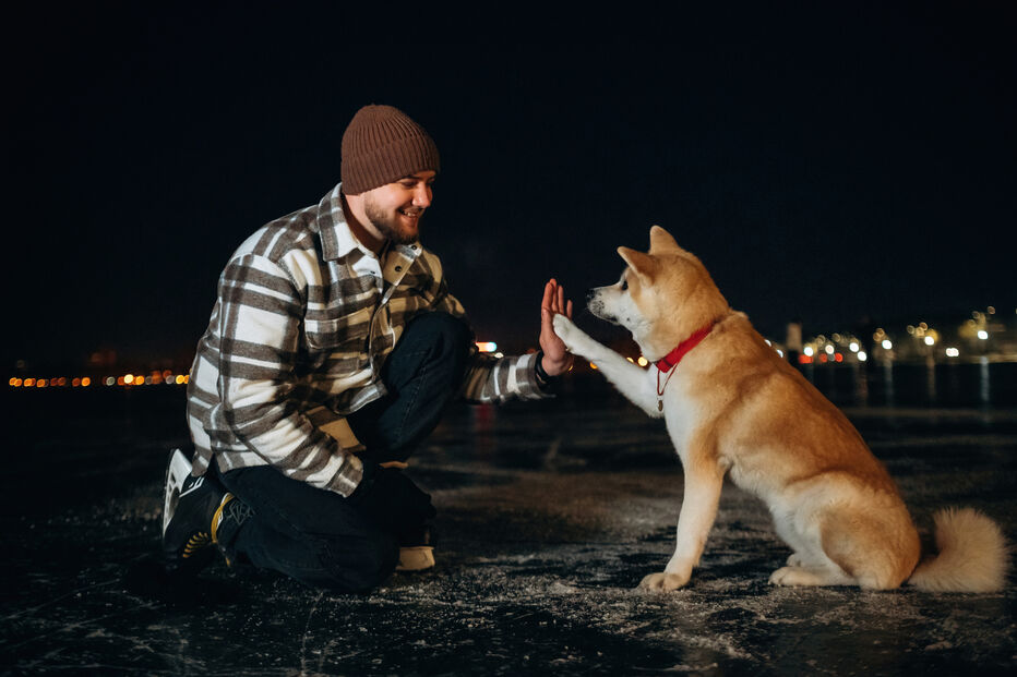Dias mais curtos requerem cuidados extra. Fique com 5 dicas para passeios noturnos com o patudo!