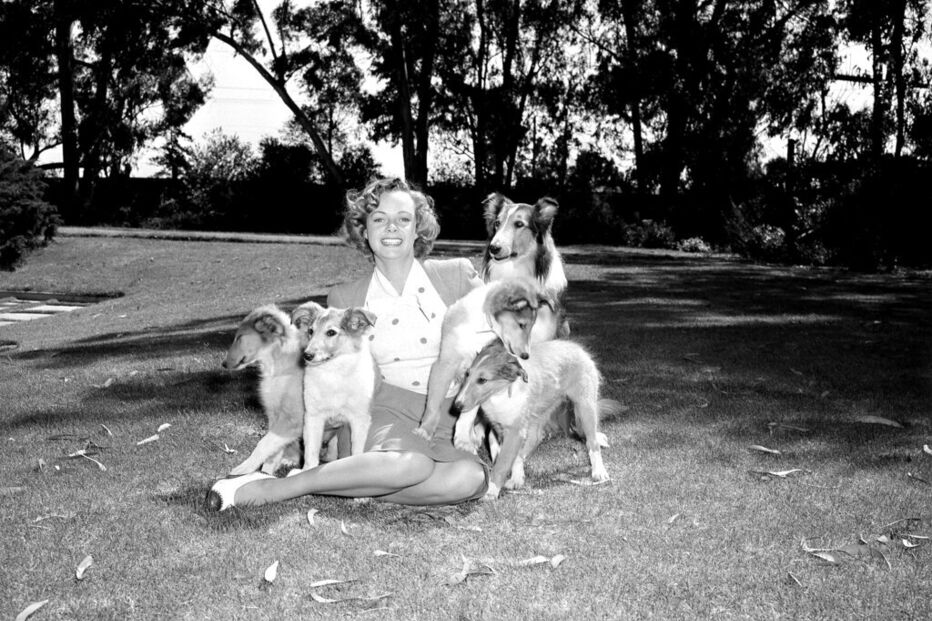 June Lockhart surge sorridente com vários cães