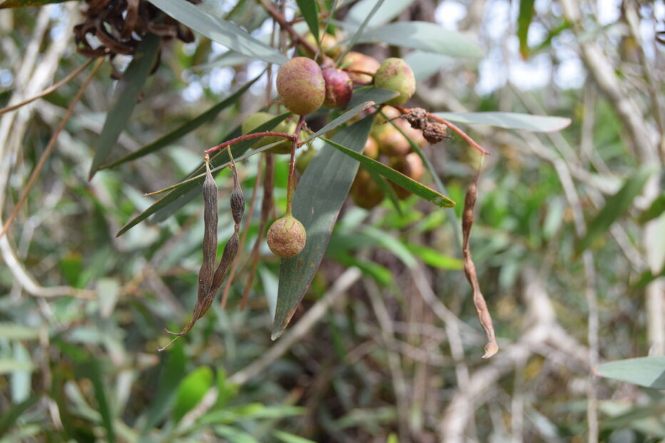 Inseto australiano pode ser solução para acabar com praga das acácias no litoral
