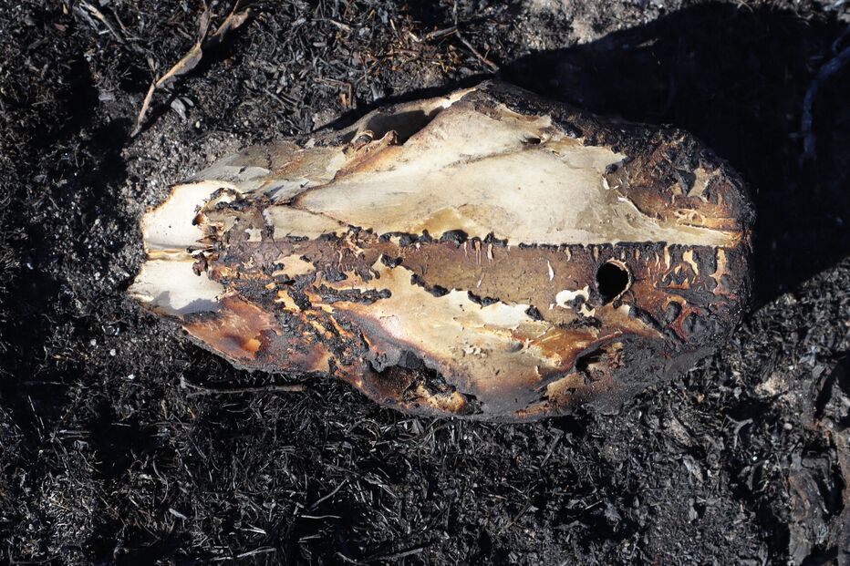 Crânio de animal encontrado no Parque Nacional da Penêda-Gerês