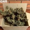 <![CDATA[ Detida por cultivar droga em casa em Santo Tirso ]]>