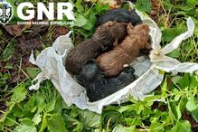 Cinco cães recém-nascidos resgatados de poço em Ponte de Lima. Um homem detido por maus-tratos aos animais