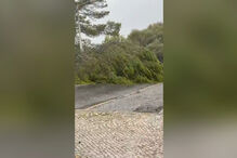 Árvore de grande porte cai em cima de telhado de habitação junto a escola de Lisboa