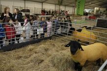 Crianças observam ovelhas numa exposição