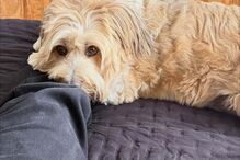 Um cão de pelo comprido castanho claro descansa numa cama perto de uma pessoa