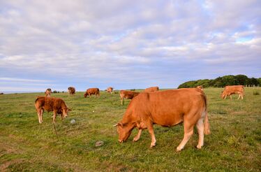 Portugal e a evolução da carne bovina: uma oportunidade para inovar e liderar