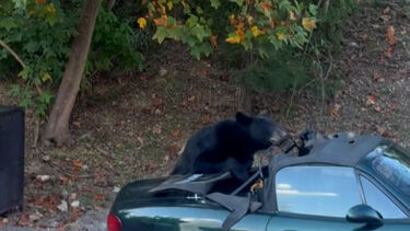 O momento em que urso destrói capota de Mazda MX-5 
