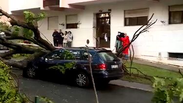 Carros danificados após queda de árvore em São Marcos, Sintra