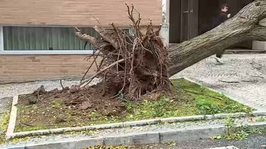 Árvore de grande porte atinge carro na Alta de Lisboa