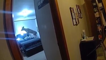 Ladrão de quatro patas surpreende polícia nos EUA 