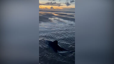 Mulher tenta ajudar tubarão encalhado em praia dos EUA 