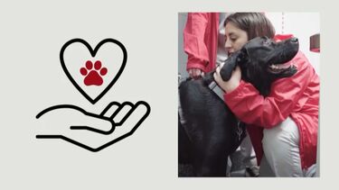 ‘Banco de Sangue Animal’ explica como colheitas em animais podem também salvar vidas de cães e gatos  