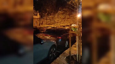 Queda de árvore danifica três carros em Lisboa