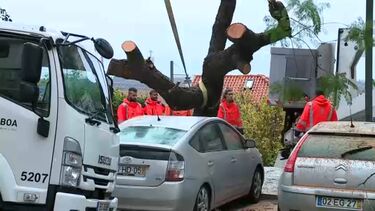 Árvore de grande porte cai e danifica carros na Ajuda