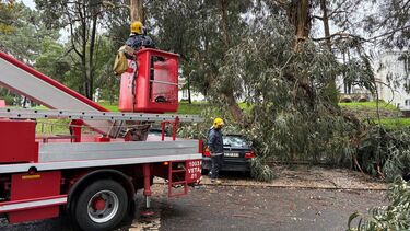 Troncos de árvore caem em cima de carros nas Caldas da Rainha