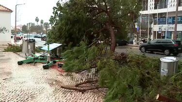 Árvore de grandes dimensões cai em Faro  