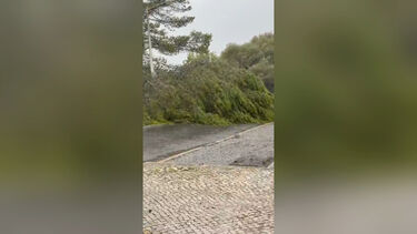 Árvore de grande porte cai em cima de telhado de habitação junto a escola de Lisboa