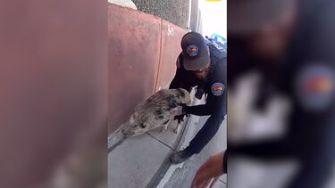 Porco à solta leva a perseguição insólita nos EUA  