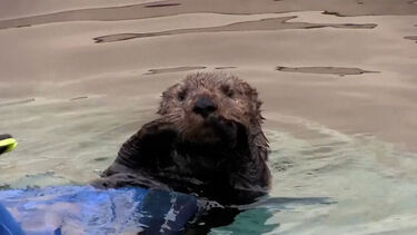Crias de lontra-marinha reencontradas com a mãe na Califórnia após vários dias à procura 